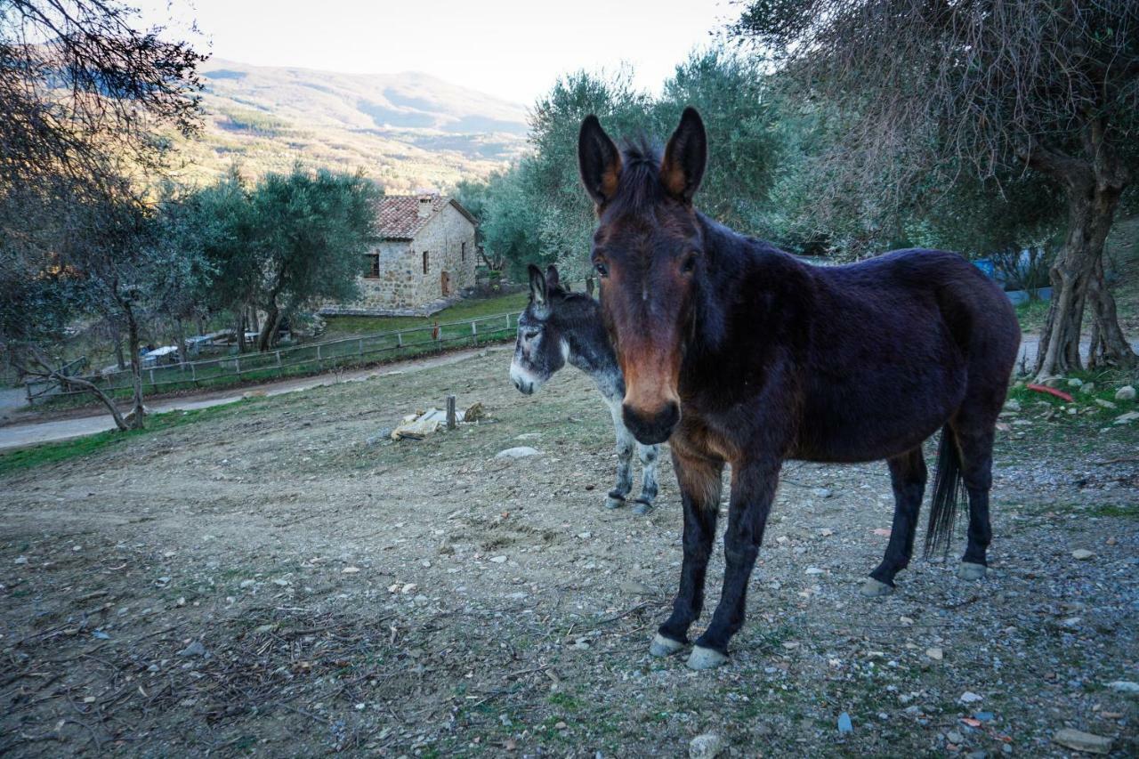 La Casina Di Giannetto Hostal Seggiano Exterior foto